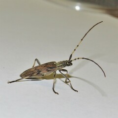 Didymocantha obliqua