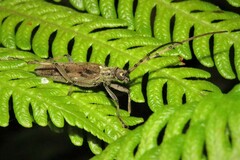 Didymocantha obliqua