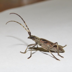 Didymocantha obliqua