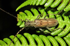 Didymocantha obliqua