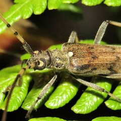 Didymocantha obliqua