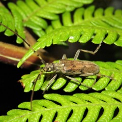 Didymocantha obliqua