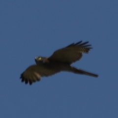 Accipiter cirrocephalus