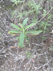 Salvia mellifera