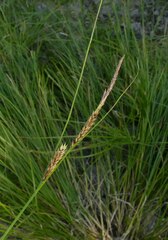 Carex vesicaria