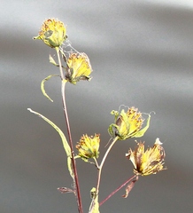 Bidens discoidea