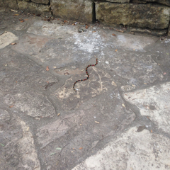 Micrurus tener tener