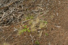 Deschampsia elongata