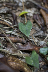 Corybas acuminatus