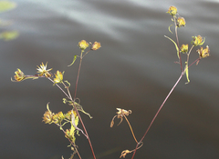 Bidens discoidea