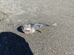 Astroscopus y-graecum