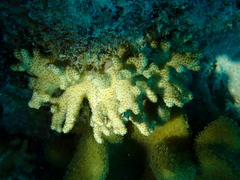 Klyxum