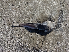 Astroscopus y-graecum