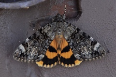 Catocala desdemona