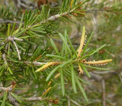 Calyptospora columnaris