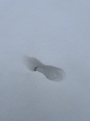 Odocoileus virginianus