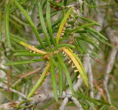 Calyptospora columnaris