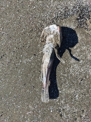 Astroscopus y-graecum