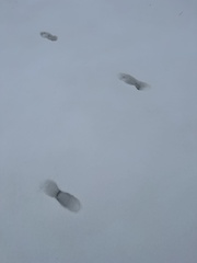 Odocoileus virginianus