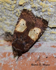 Hampsonodes