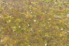 Ranunculus trichophyllus