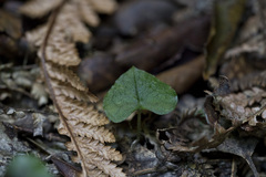Corybas acuminatus
