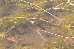 Ranunculus trichophyllus