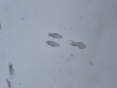 Sylvilagus floridanus