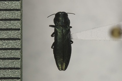 Agrilus cyanescens