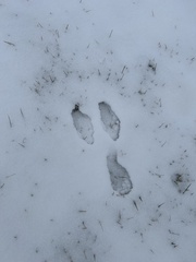 Sylvilagus floridanus