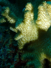 Klyxum