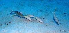 Ocyurus chrysurus