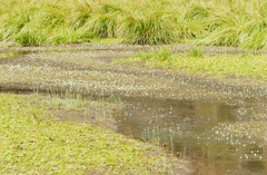 Ranunculus trichophyllus