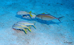 Caranx ruber