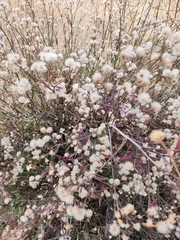 Baccharis thesioides