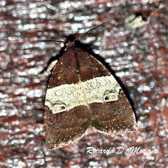 Hampsonodes