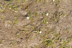 Ranunculus trichophyllus