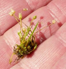 Sagina saginoides