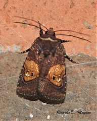 Hampsonodes