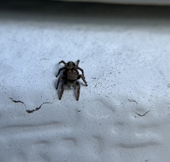 Habronattus pyrrithrix