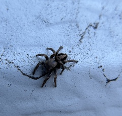 Habronattus pyrrithrix