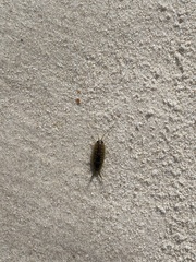 Ligia exotica
