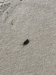 Ligia exotica