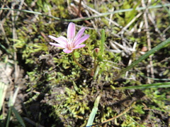Lewisia pygmaea
