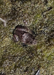 Lithobates montezumae