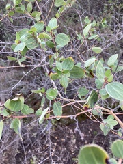 Ceanothus