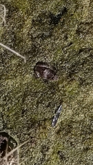 Lithobates montezumae