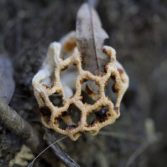 Clathrus chrysomycelinus