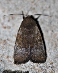 Hampsonodes mastoides