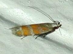 Battaristis vittella